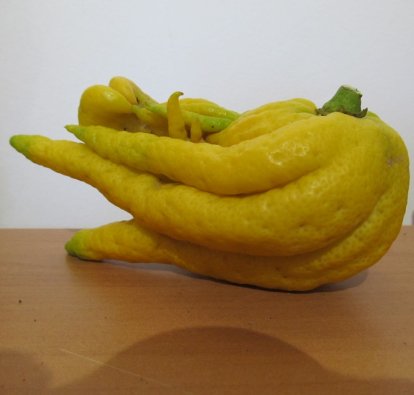 finger lemon fruit also called Buddha s hand citron (2)